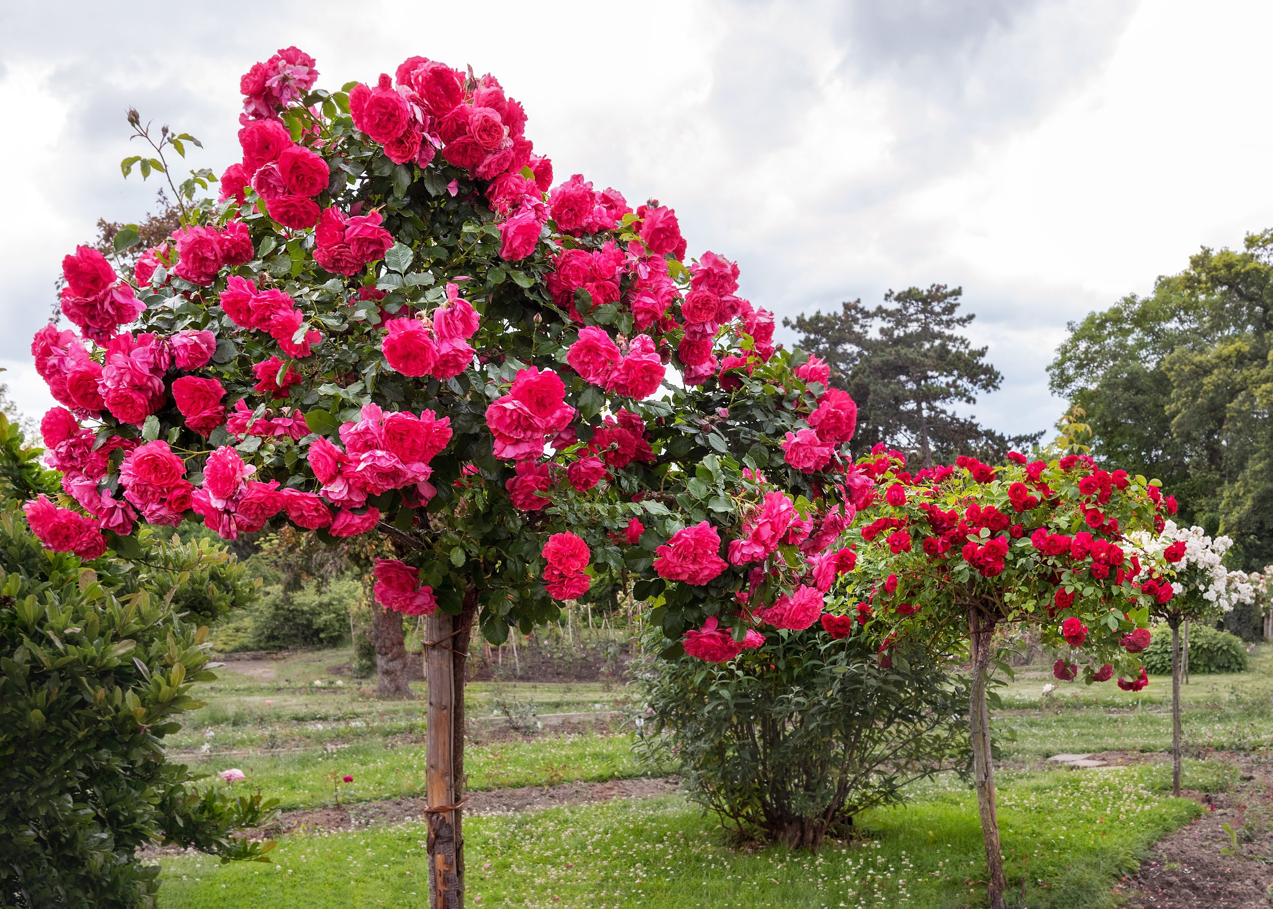 Modern Roses Varities